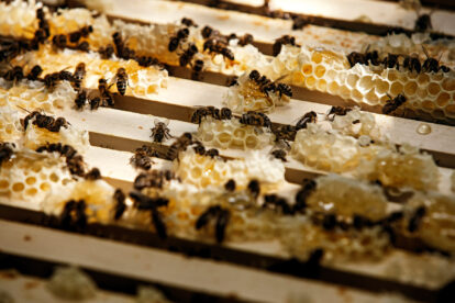 Offener Bienenstock mit Bienen