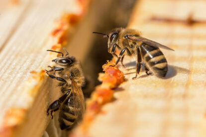 Bienen sammeln Propolis