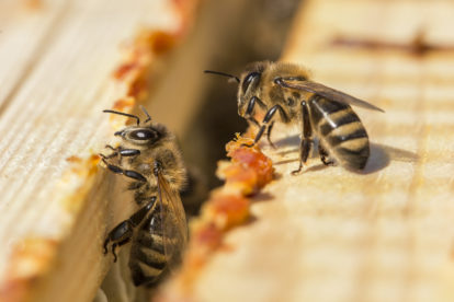 Bienen sammeln Propolis um ihren Bienenstock zu schützen