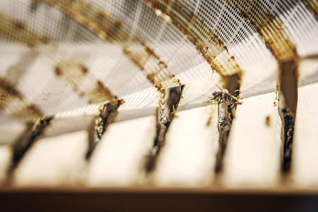 Propolisgitter im Bienenstock mit gesammeltem Propolis