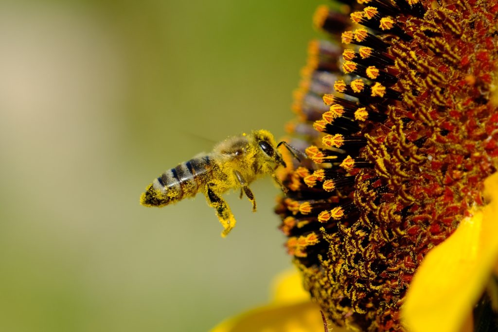 Bio Blütenpollen 125g