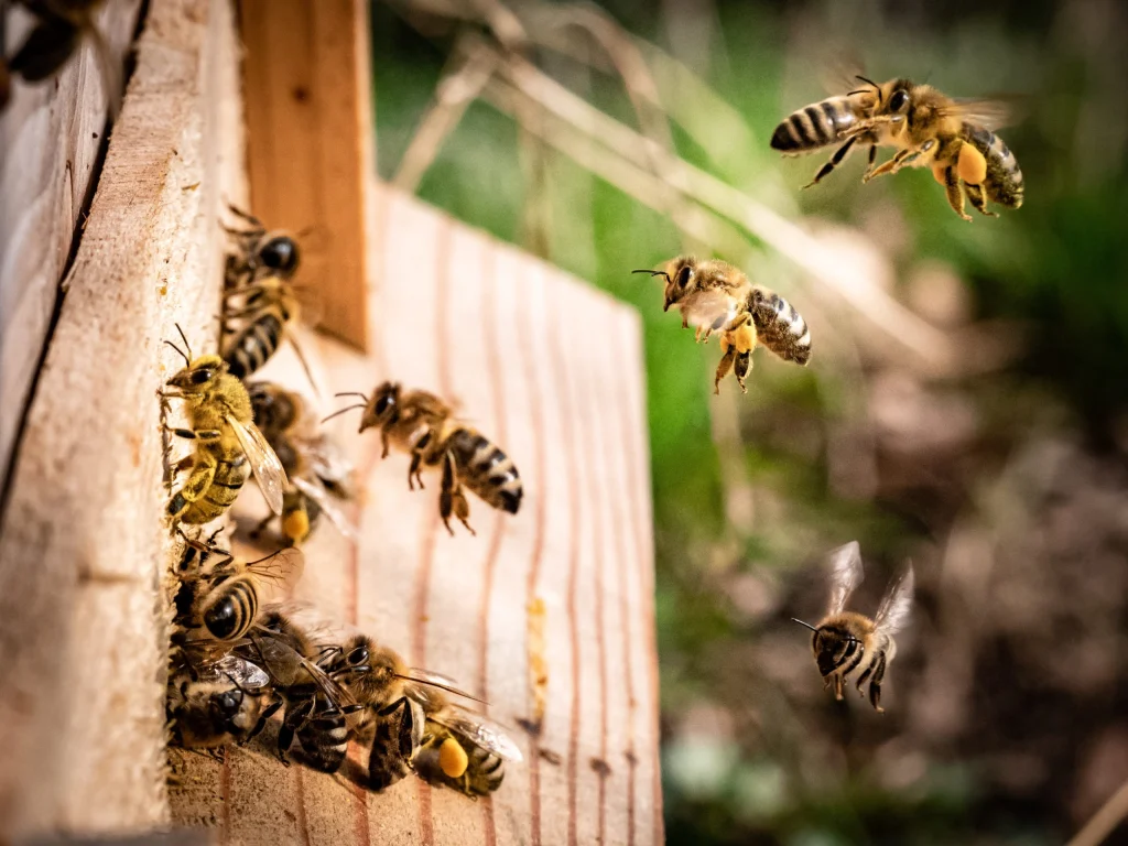 Bienen fliegen am Flugloch eines Bienenstocks ein und aus